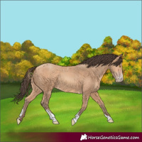 Horse Color:Amber Champagne Sabino Tobiano 