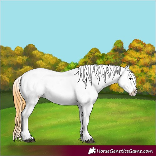 Horse Color:Smoky Grullo Varnish Rabicano 