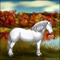 Horse Color:Gray Chestnut 