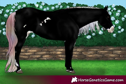Horse Color:Nacre Bay Ice Near Leopard