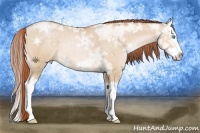 Horse Color:Buckskin Ice Pearl Dun Splash 