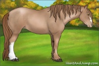 Horse Color:Liver Chestnut Pearl 