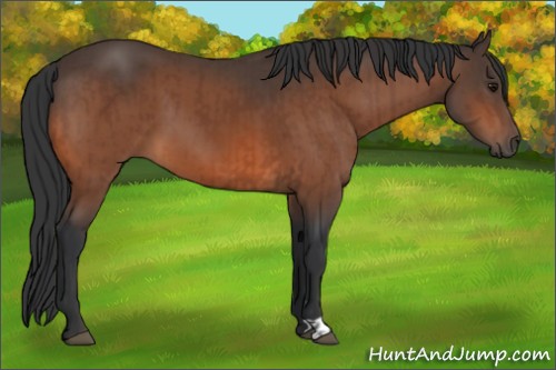 Horse Color:Bay and Bay