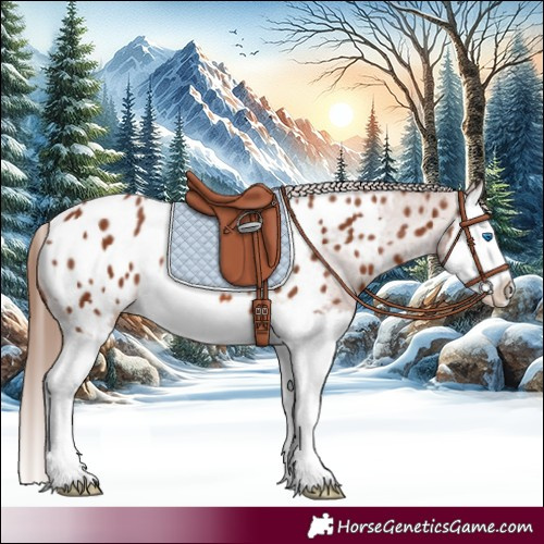 Horse Color:Chestnut Splash Near Leopard 