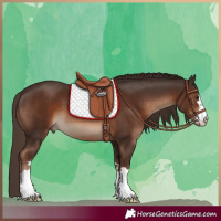Horse Color:Liver Chestnut