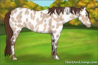 Horse Color:Amber Champagne Dun Appaloosa 