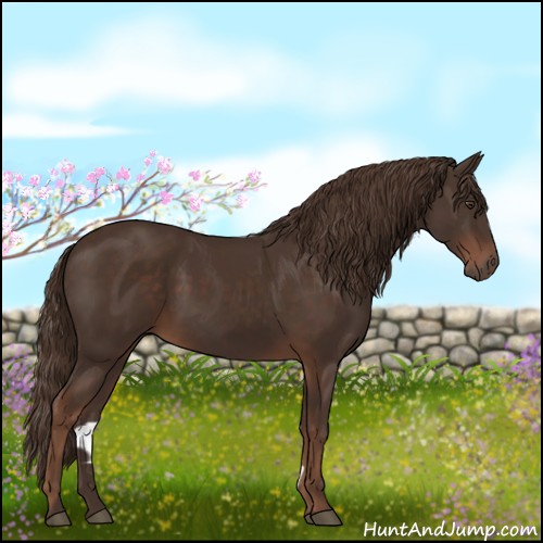 Horse Color:Liver Chestnut 