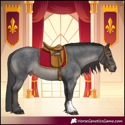 Horse Color:Blue Roan 