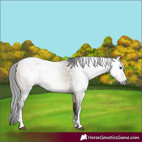 Horse Color:Gray White Spotted Bay Dun 