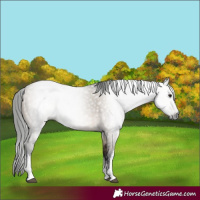 Horse Color:Gray White Spotted Bay Dun 