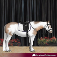 Horse Color:Brown Dun Splash Frame Rabicano