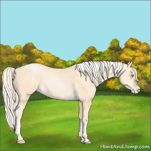 Horse Color:Palomino Pearl Sabino 