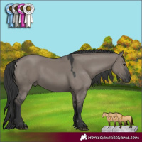 Horse Color:Grullo