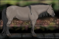 Horse Color:Grullo