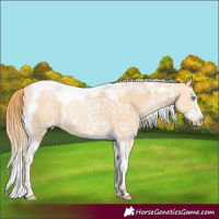 Horse Color:Buckskin Pearl Sabino Tobiano