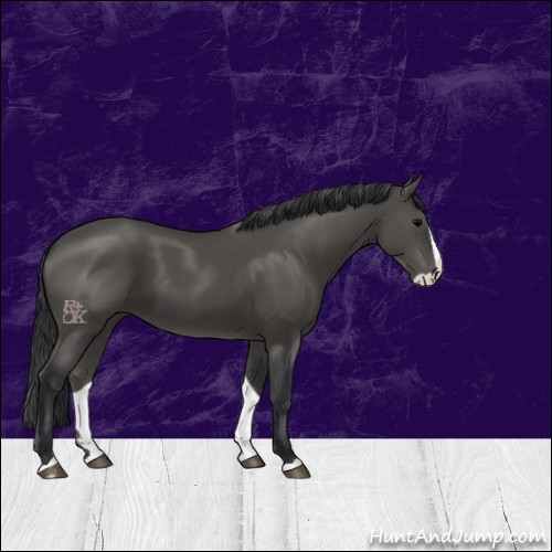 Horse Color:Black Splash