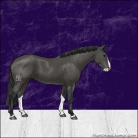 Horse Color:Black Splash