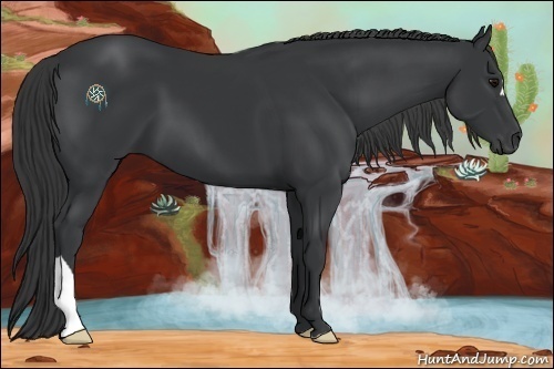 Horse Color:Black 