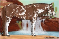 Horse Color:Chestnut Sabino
