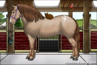 Horse Color:Red Dun Splash Appaloosa 