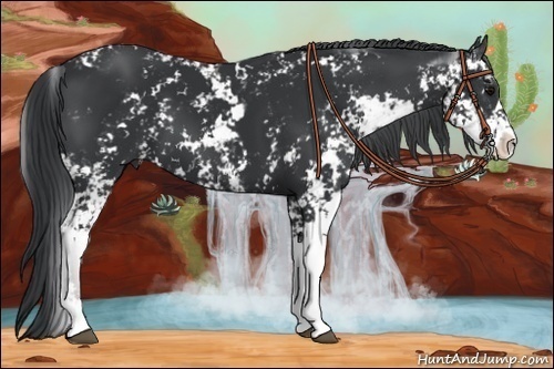 Horse Color:Black Sabino 