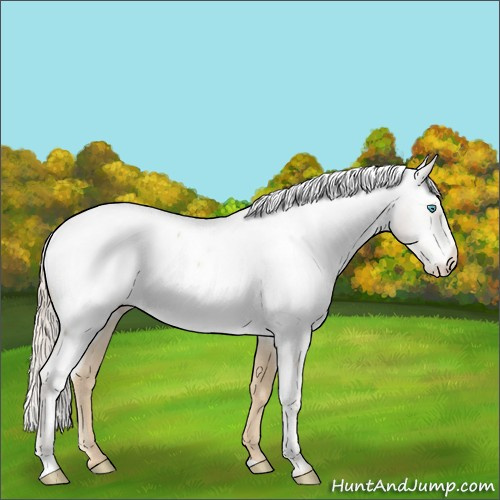 Horse Color:Palomino Pearl Sabino Near Fewspot