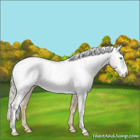 Horse Color:Palomino Pearl Sabino Near Fewspot 