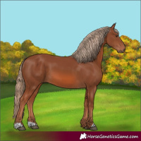 Horse Color:Chestnut 
