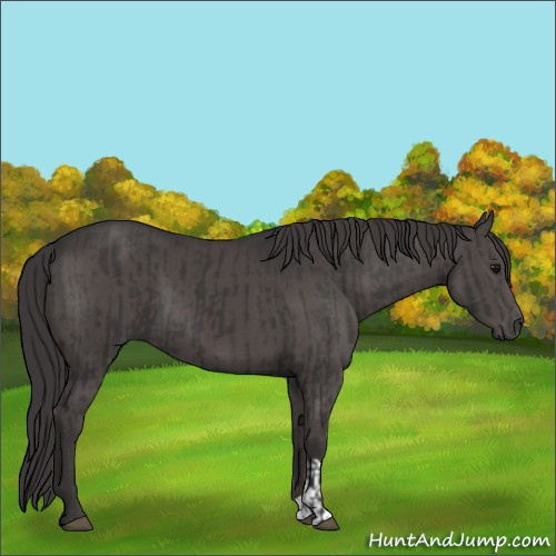 Horse Color:Smoky Black and Smoky Black