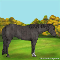 Horse Color:Smoky Black and Smoky Black