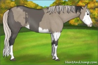 Horse Color:Grullo Sabino Splash  and Silver Grullo Sabino Splash 