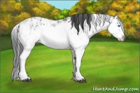 Horse Color:Grullo Sabino Splash  and Grullo Sabino Splash Rabicano 