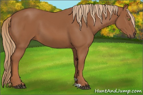 Horse Color:Chestnut 