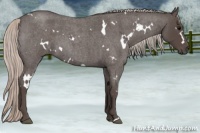 Horse Color:White Spotted Silver Blue Roan 