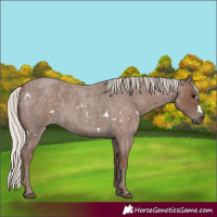 Horse Color:White Spotted Silver Blue Roan 