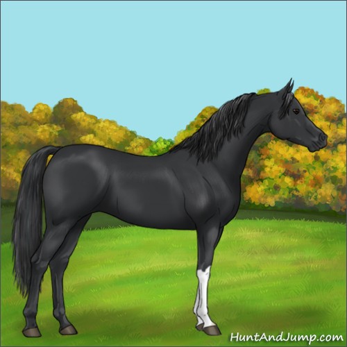 Horse Color:Black 