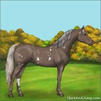 Horse Color:White Spotted Silver Blue Roan 