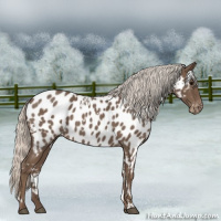 Horse Color:White Spotted Silver Blue Roan Appaloosa 