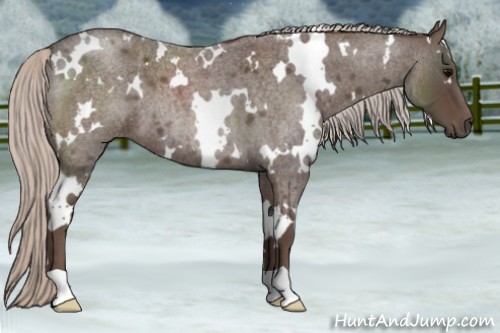 Horse Color:White Spotted Silver Blue Roan 