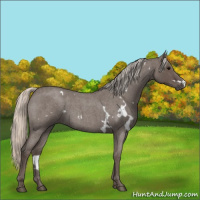 Horse Color:White Spotted Silver Blue Roan 