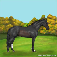 Horse Color:Brown Roan