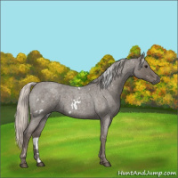 Horse Color:White Spotted Silver Blue Roan 
