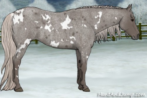 Horse Color:White Spotted Silver Blue Roan