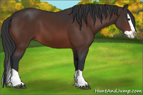 Horse Color:Bay Splash