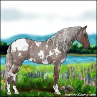 Horse Color:White Spotted Silver Blue Roan 