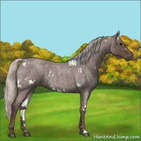 Horse Color:White Spotted Silver Blue Roan 
