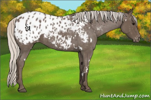 Horse Color:White Spotted Silver Blue Roan Appaloosa