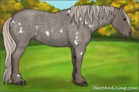Horse Color:White Spotted Silver Blue Roan 