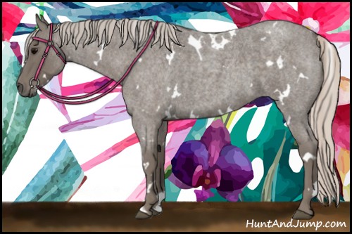 Horse Color:White Spotted Silver Blue Roan 