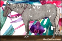 Horse Color:White Spotted Silver Blue Roan 